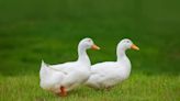 Video of Duck Sweetly Waiting for Her Friend to Catch Up on a Walk Tugs at Our Heartstrings