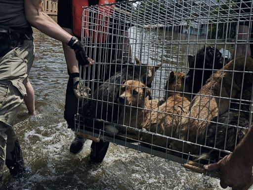 Ukraine : ils risquent leur vie pour sauver des animaux abandonnés