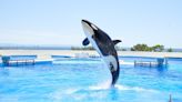 FEATURE: OPENED JUNE 1ST! DIVE INTO THE WONDERS OF KOBE SUMA SEA WORLD