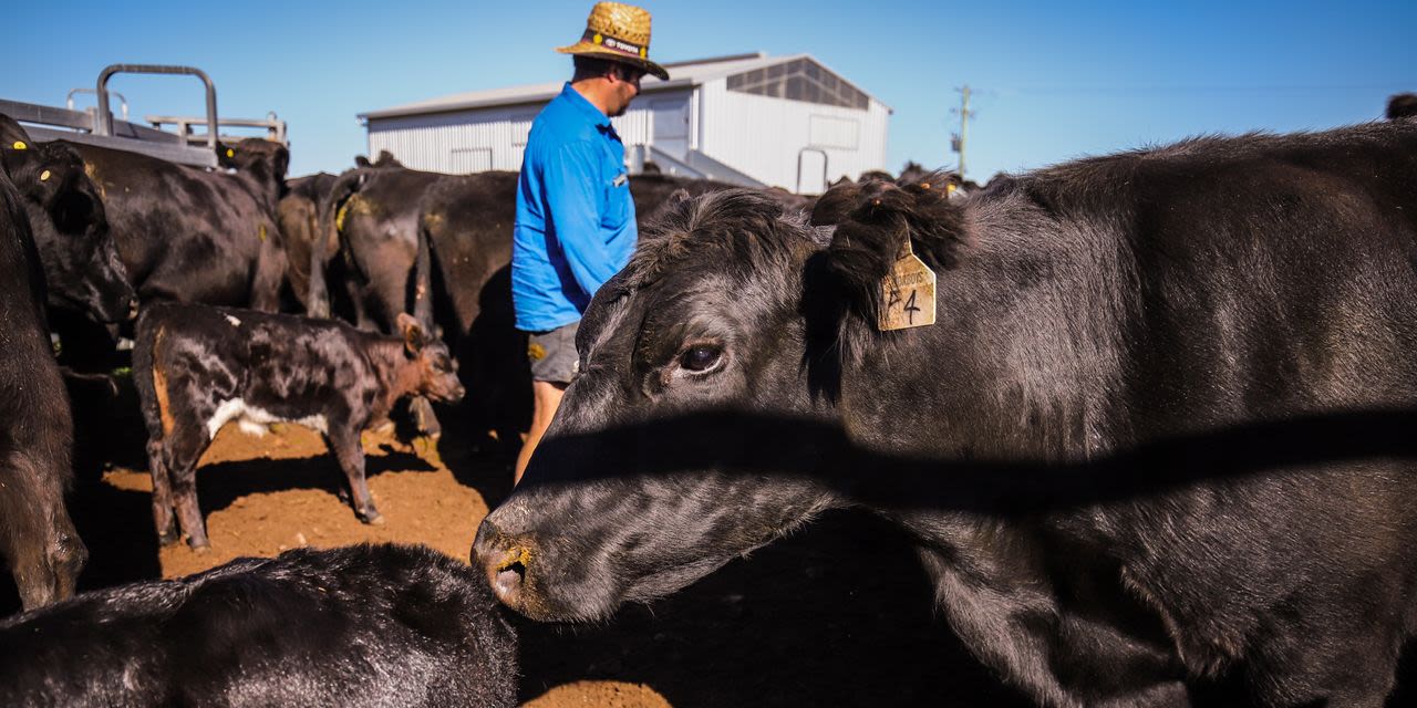 China Lifts Ban on Most Australian Beef Exporters, Australian Officials Say