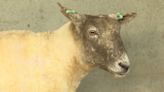 Britain's loneliest sheep in 'life or death situation' before being rescued