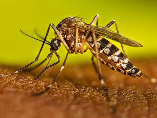 Austin and Travis County see dengue fever cases. What you need to know about the symptoms.