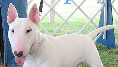 Un veterinario pierde los ojos en el brutal ataque de un perro bull terrier