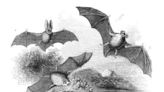 FWS Opens Up Comment Period on New Guidance for Certain Bat Species