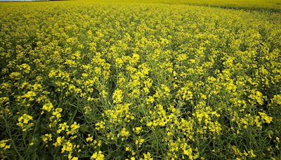 China hits Canada with anti-dumping probe on canola imports, Ottawa deeply concerned