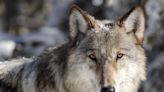 Groups sue to restore endangered species protection for US northern Rockies wolves
