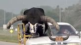 Driver with Adult Bull in Passenger Seat Pulled Over by Nebraska Police: ‘Some Citable Issues’