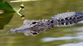 As weather warms up, watch out for alligators on the prowl