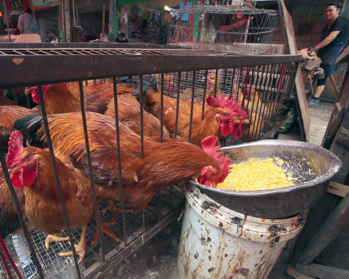 CDC warns of salmonella outbreak from backyard poultry farms