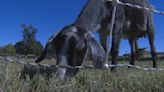 Las cabras regresan al Houston Arboretum: Guardianas del equilibrio ecológico