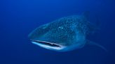 How To Save Peru’s Biggest Fish: The Whale Shark