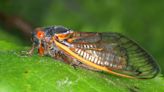 2 broods of cicadas set to emerge: 2024 map of where they'll be spotted