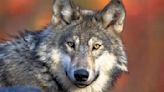 $50,000 reward offered for information on deaths of 3 endangered gray wolves in Oregon