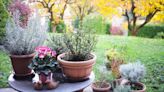 How To Bring Your Outdoor Plants In For The Winter, According To Experts