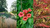 Fall garden – when to plant for color-filled pots, beds and borders