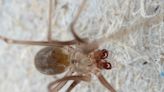 Una investigación describe a tres nuevas especies de arañas en las Islas Galápagos