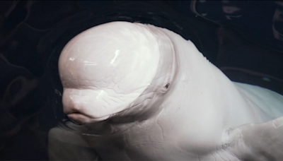 Las belugas rescatadas de Ucrania evolucionan favorablemente en el Oceanogràfic