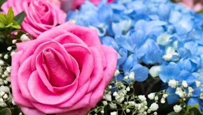 Roses and hydrangeas will grow bigger when two kitchen scraps are added to soil