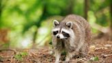 Rabies on the rise: infected raccoon found at NY country club