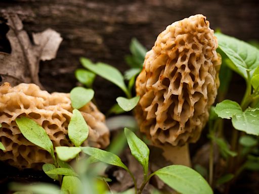 Morel mushroom season is underway in New York. Where to find, how to store, other tips