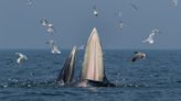 Watch footage of 1,000 baleen whales in record-breaking feeding frenzy in Antarctica