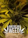 American Weed