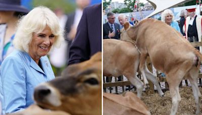 Queen Camilla left in hysterics as Jersey cows get frisky during royal visit while bemused King watches on