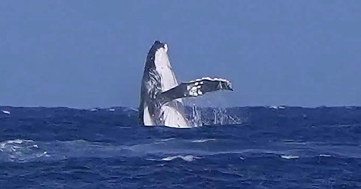 Whale, whale, whale, what do we have here? See an unforgettable cameo during Olympic surfing event