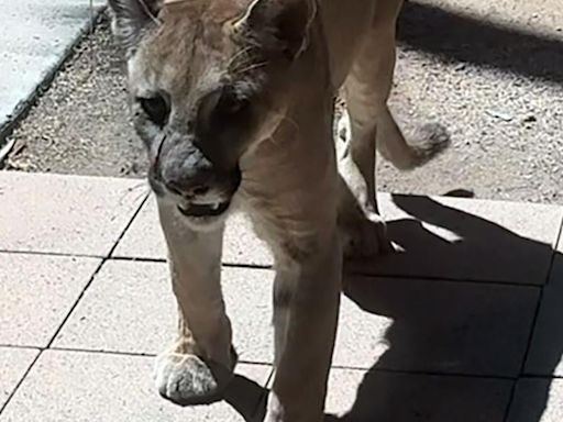 Mountain lion that made Tucson hospital visit headed back to wild