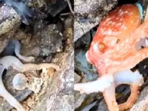Viral Video: White Octopus Turns Bright Orange On North Wales Beach