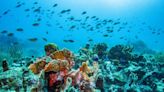 El deterioro global de los corales empeora: el blanqueamiento afecta a 62 países