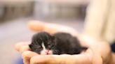 Incredible Man Tube Feeds Premature Kittens After They Were Found Abandoned in a Box