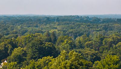 ‘My Property, My Trees’: New Tree-Cutting Law Divides N.Y. Town