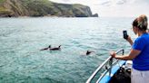 This dreamy footage of dolphins swimming in bluey-green clear waters in Wales will cheer your heart