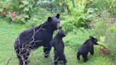 Montreat works to prevent dangerous bear hunting practices, cites children in danger