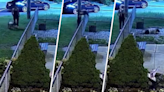 Desgarrador video: hombre abandona perrita y la lanza por encima de valla de albergue en NJ