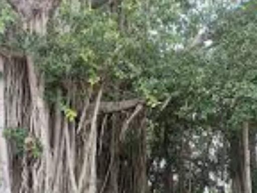 This Famous Banyan Tree In Andhra Pradesh Was Planted by Mahatma Gandhi - News18