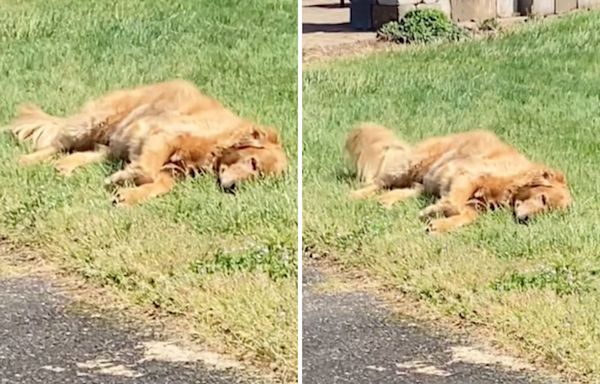 Watch as golden retriever refuses to leave grandma's house "every time"