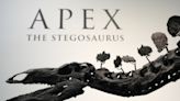 A stegosaurus nicknamed Apex will be auctioned in New York. Its remains show signs of arthritis