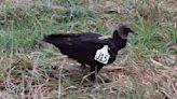 Public help sought for black vulture study