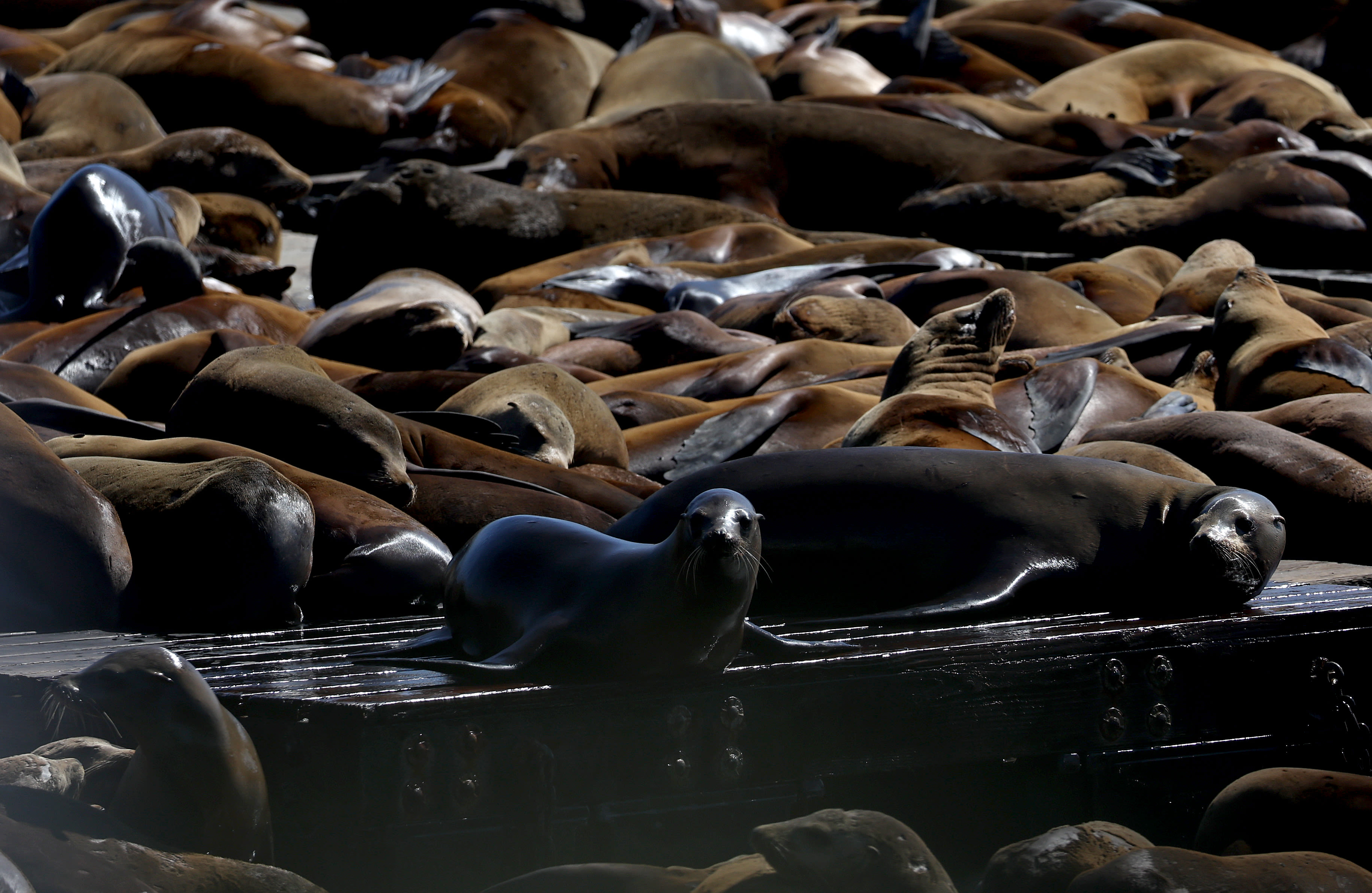 Dead baby sea lions suddenly found on California islands spark concerns