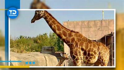 Nace jirafa en centro de conservación de San Juan de Aragón: Sedema