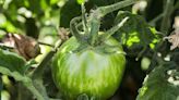 How to Grow and Care for Green Zebra Tomato