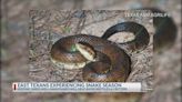 Experts share ways to avoid unwanted visitors during snake season