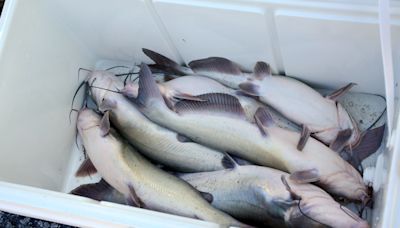 Alabama issues fish consumption advisories, but who reads them?