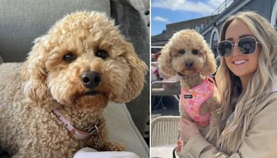 This dog looks just like a major Hollywood star and people can't unsee it