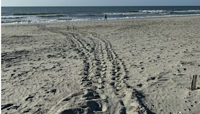 South Carolina’s first sea turtle nest of the year found in Garden City, state agency says