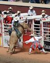 Bucking bull