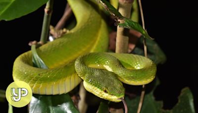 Hong Kong’s nocturnal nightlife in full glory on Kadoorie Farm night walks