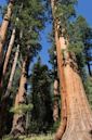 Sequoioideae